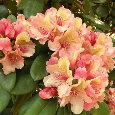 Рододендрон ФЛАУТАНДО в Полоцке