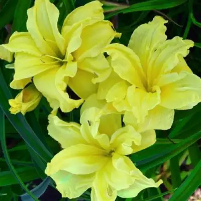 Лилейник ДАБЛ РИВЕР ВАЙ гибридный в Полоцке