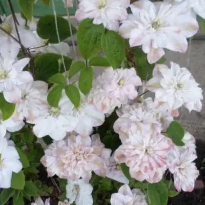 Клематис ИННОСЕНТ БЛАШ в Полоцке