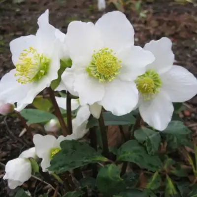 Морозник ЧЕРНЫЙ в Полоцке