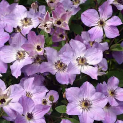 Клематис МОНИНГ СКАЙ в Полоцке