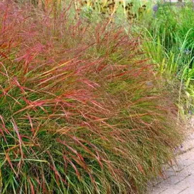 Просо ШЕНАНДО прутьевидное в Полоцке