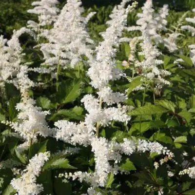 Астильба ДОЙЧЛАНД японская в Полоцке