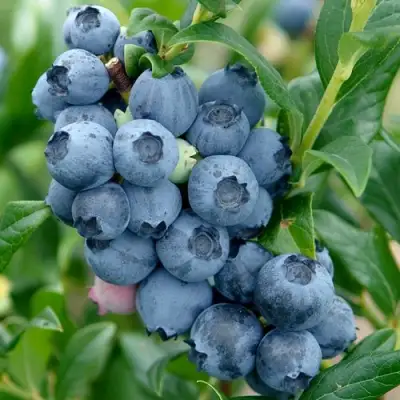 Голубика ХАРДИБЛЮ в Полоцке