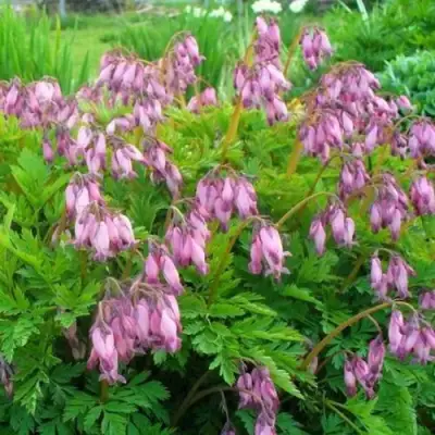 Дицентра изящная в Полоцке