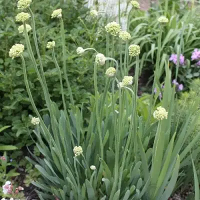 Лук слизун в Полоцке