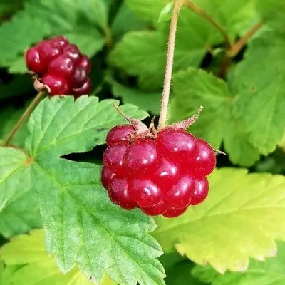 Княженика АННА в Полоцке