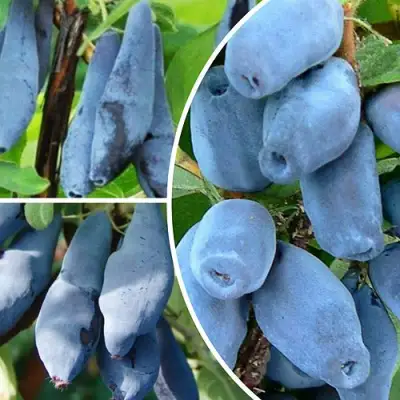 Комплект СИЯНИЕ ГЛАЗ в Полоцке