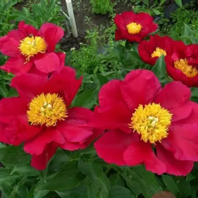 Пион АМЕРИКА травянистый в Полоцке