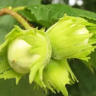 Фундук КАТАЛОНСКИЙ в Полоцке