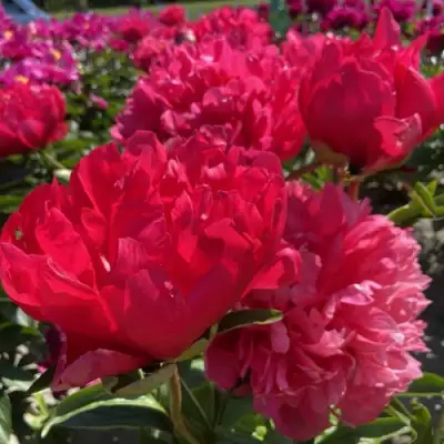 Пион БЕЛГРАВИЯ травянистый в Полоцке