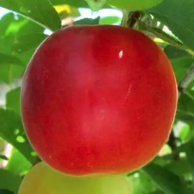 Плумкот БИРИКОККОЛО БОЛОГНЕС в Полоцке