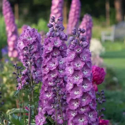 Дельфиниум ДЕЛЬФИС ПИНК ПАУЭ высокий в Полоцке