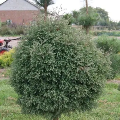 Туя вересковидная в Полоцке