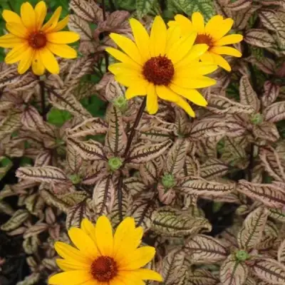 Гелиопсис САММЕР ПИНК в Полоцке