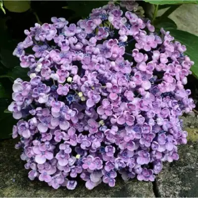 Гортензия АИША крупнолистная  в Полоцке