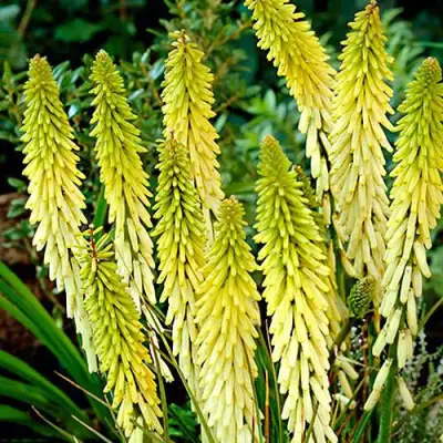 Книфофия ЛИТТЛ МЕЙД гибридная в Полоцке