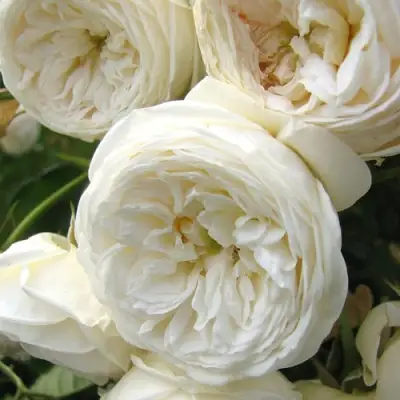 Роза АРТЕМИС шраб в Полоцке