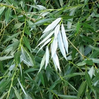 Ива ломкая  в Полоцке