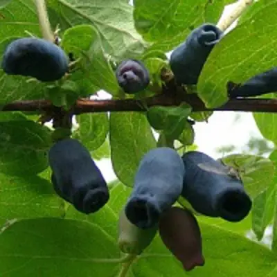Жимолость съедобная НАРЫМСКАЯ в Полоцке
