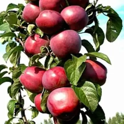 Яблоня МОСКОВСКОЕ ОЖЕРЕЛЬЕ колонновидная в Полоцке