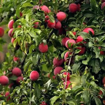 Слива КЛЕОПАТРА в Полоцке