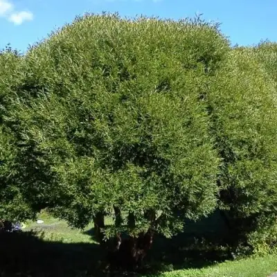 Ива ломкая  в Полоцке