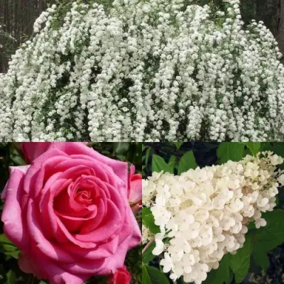 Комплект ВЕЧНАЯ КЛАССИКА в Полоцке