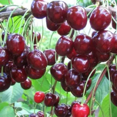 Черешня ОВСТУЖЕНКА в Полоцке