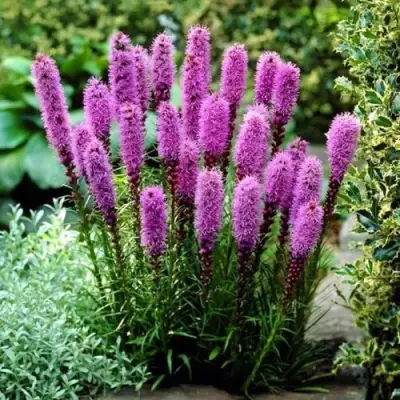 Лиатрис РОЗЕА колосковая в Полоцке