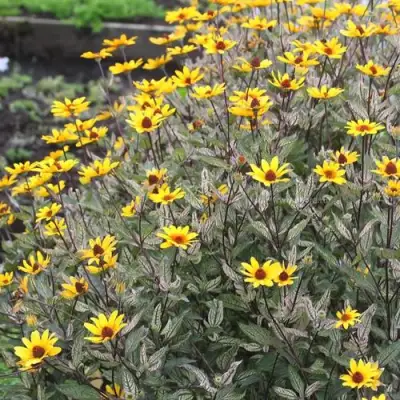 Гелиопсис САММЕР ПИНК в Полоцке