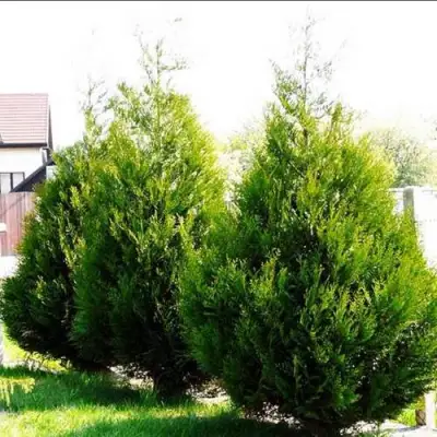 Туя АТРОВИРЕНС складчатая в Полоцке