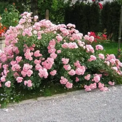 Роза БОНИКА флорибунда в Полоцке