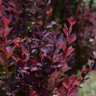 Барбарис ХЕЛМОНД ПИЛЛАР тунберга в Полоцке