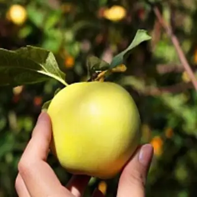 Яблоня РОССИЯНКА в Полоцке