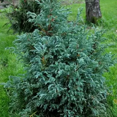 Кипарисовик БЕБИ БЛЮ горохоплодный в Полоцке