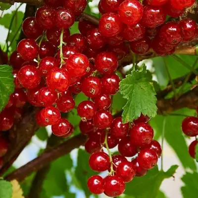 Смородина красная НАТАЛИ в Полоцке