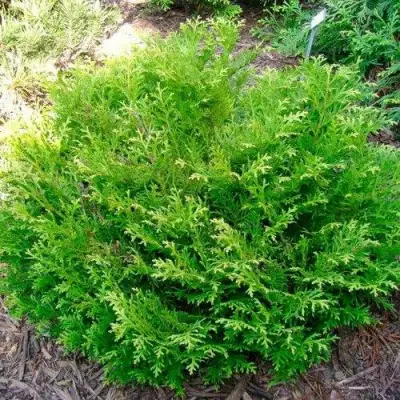 Туевик НАНА долотовидный  в Полоцке