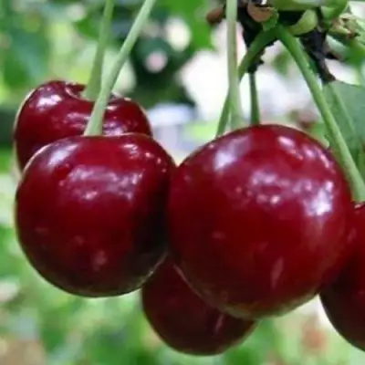 Вишня ГРИОТ БЕЛОРУССКИЙ в Полоцке