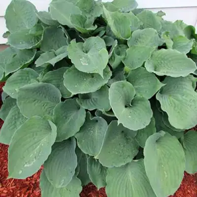 Хоста МУНЛАЙТ СОНАТА гибридная в Полоцке