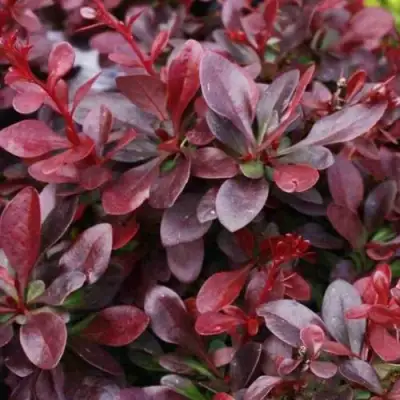 Барбарис АТРОПУРПУРЕА НАНА тунберга в Полоцке