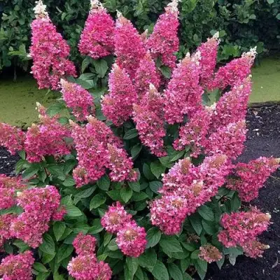 Гортензия МЕГА МИНДИ метельчатая в Полоцке