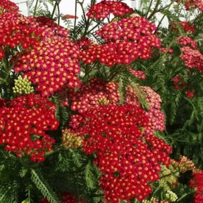 Тысячелистник ПАПРИКА обыкновенный в Полоцке