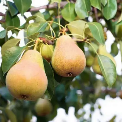 Груша ВЫСТАВОЧНАЯ в Полоцке