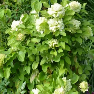 Клематис КОХАНА в Полоцке