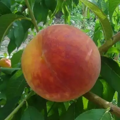 Персик ВАЙН ГОЛД Т3 в Полоцке
