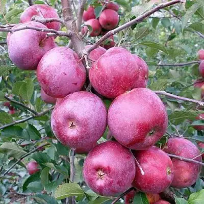 Яблоня ФЛОРИНА в Полоцке