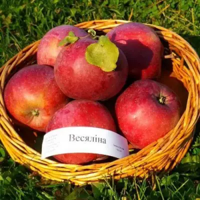 Яблоня ВЕСЯЛИНА в Полоцке