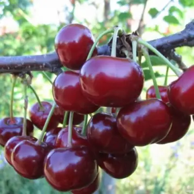 Вишня НОРД СТАР в Полоцке