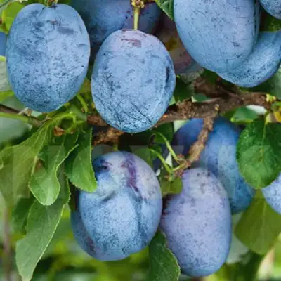 Слива ОДА в Полоцке